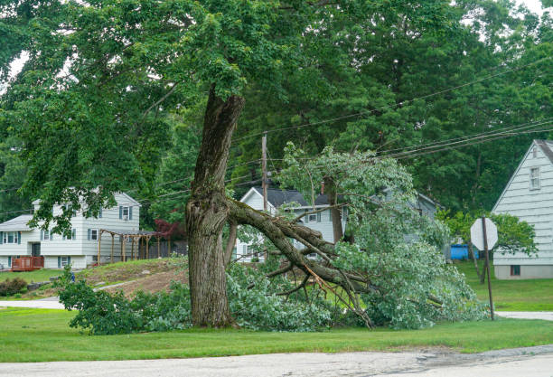 The Steps Involved in Our Tree Care Process in Truth Or Consequences, NM